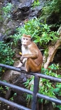 Maymun Sri Lanka 'da oturur ve çerçeveye bakar. Yüksek kaliteli görüntüler