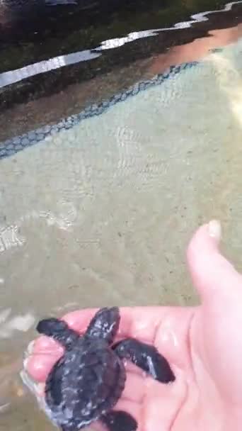 小海龟在水族馆里游来游去 它们是用手抓来的 并被带到镜头前 几天后被放回清澈的水里 高质量的镜头 — 图库视频影像