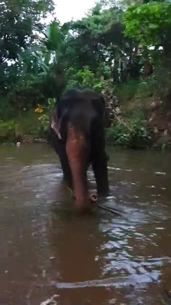 小象小象小象站在河水里 在树干里喝水 自己浇水 斯里兰卡象是亚洲象的亚种 Pinnawala大象孤儿院的4K镜头 — 图库视频影像