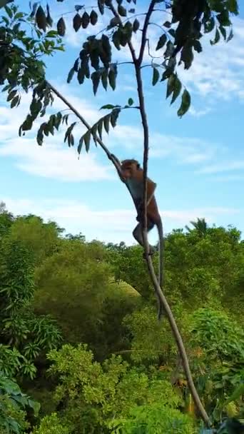 Sri Lanka Een Aap Een Boom Klimt Naar Top Tweede — Stockvideo