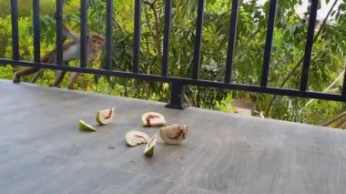 Maymun balkona gizlice girer ve bir parça guava meyvesi çalar, Sri Lanka şehrinin meyve maymunu Mirissa ile kaçar. Yüksek kaliteli FullHD görüntüler