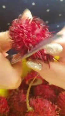 Sri Lanka Rambutan 'daki tropik meyveler kadınların ellerini açar ve ortasından vurur. Yüksek kaliteli görüntüler