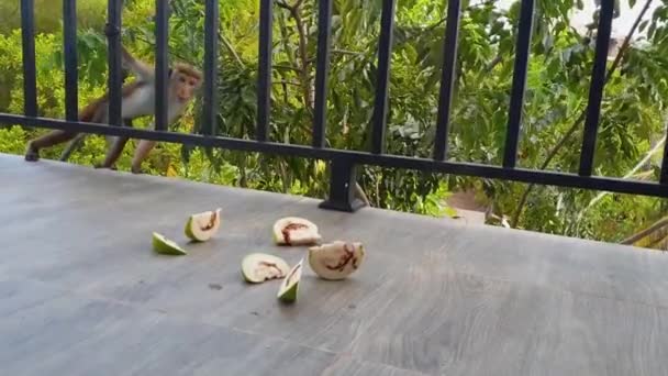 Μαϊμού Τρυπώνει Στο Μπαλκόνι Και Κλέβει Ένα Φρούτο Γκουάβα Σκάει — Αρχείο Βίντεο