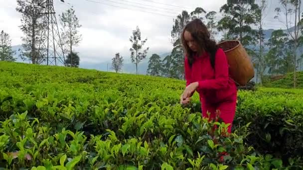 Μια Έφηβη Κοπέλα Μια Κόκκινη Φόρμα Διαλέγει Τσάι Sri Lankan — Αρχείο Βίντεο