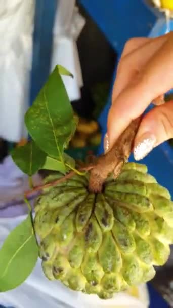 Sri Lanka Frutta Verde Tropicale Assomiglia Cono Può Essere Visto — Video Stock