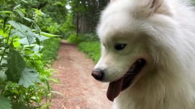 Beyaz Samoyed köpeği oturur ve ekranın sağ tarafındaki çalılara bakar. Orada bir metin yeri var. Köpek dilini uzatır ve başını diğer yöne çevirir.
