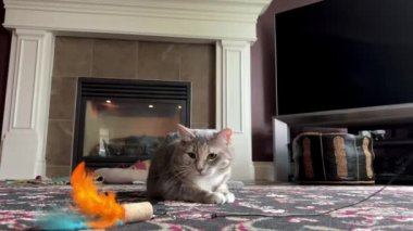 Gri bir kedi turuncu mavi bir tüyle oynar, bir şöminenin arka planında ve koyu bir duvarda uzanır, bakar ve fare yakalar gibi üzerine atlar. Yüksek kalite 4k görüntü