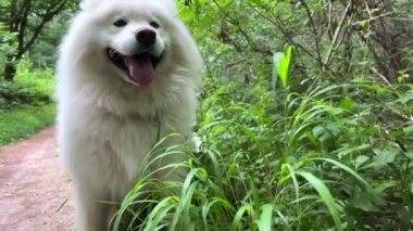 Köpek maması için güzel bir reklam. Beyaz tüylü samozlu köpek duruyor ve ileriye bakıyor. Sonra bir noktadan sonra çim yemeye başlıyor.