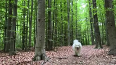 Yetişkin bir kar beyazı köpek Samoyed ormanda yavaşça bir yol boyunca yürüyor. Parlak yeşil ağaç ve çimen yapraklarının etrafındaki kameraya yaklaşıyor. Çerçevenin içine bakıyor ve dili dışarı çıkıyor..