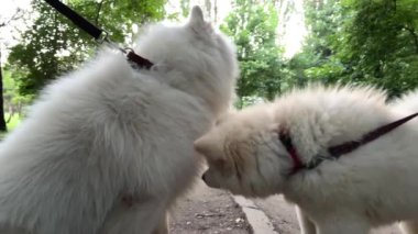 Güzel yetişkin beyaz samoed köpek çerçeve sağ tarafında duruyor uzun dili dışarı sarkmış nefes alıyor ve dümdüz ileriye bakıyor metin reklamcılığı veterineri için yer var.