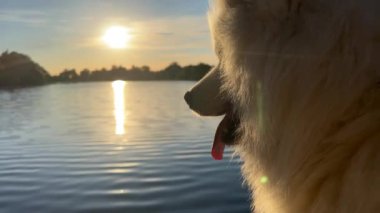 Samoyed köpek kafası ekranın sağ tarafında, gün batımının arka planına karşı bir nehir ya da bir göl yansıyor.