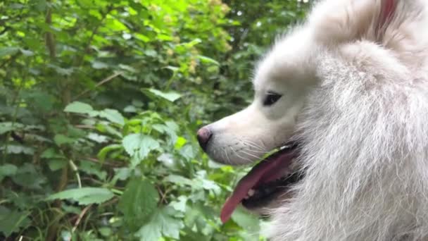 Красивый Взрослый Белый Самоед Собака Стоит Правой Стороне Рамки Длинный — стоковое видео