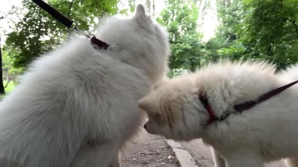 Vacker Vuxen Vit Samoyed Hund Står Höger Sida Ramen Med — Stockvideo