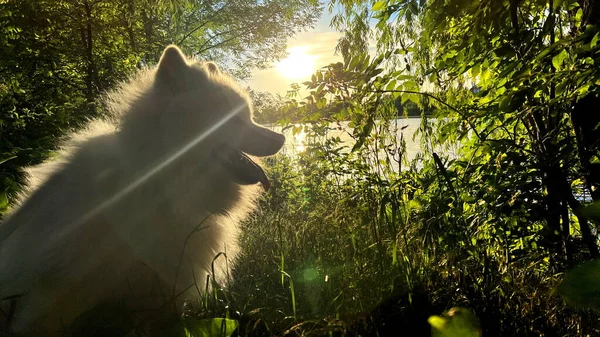 Samoyed Hundekopf Nahaufnahme Auf Der Rechten Seite Des Bildschirms Vor — Stockfoto