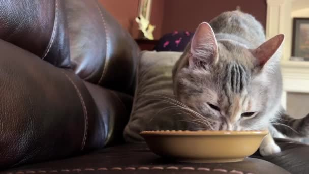 Eine Gestreifte Graue Katze Frisst Von Einem Braunen Keramikteller Gegen — Stockvideo