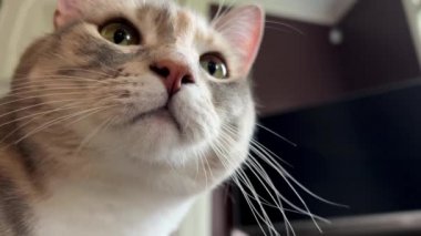 Büyük kulaklı gri bir tekir kedi, bir tür doğulu işi olan kahverengi bir sedirin yanında oturur, kafasını bir yöne çevirir, sonra kalkar ve gider. Yüksek kalite 4k görüntü