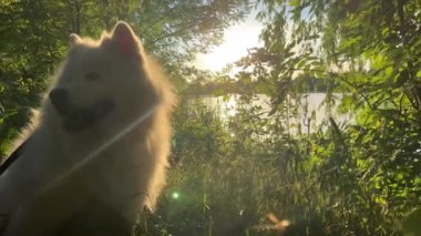 Samoyed köpek kafası ekranın sağ tarafında, gün batımının arka planına karşı bir nehir ya da bir göl yansıyor.