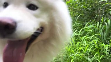 Güzel yetişkin beyaz samoed köpek çerçeve sağ tarafında duruyor uzun dili dışarı sarkmış nefes alıyor ve dümdüz ileriye bakıyor metin reklamcılığı veterineri için yer var.
