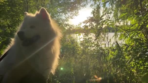 Samoyed Tête Chien Gros Plan Sur Côté Droit Écran Sur — Video