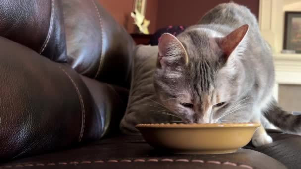 Paski Szary Kot Brązowej Ceramicznej Płytki Przeciwko Przyjemnością Liże Usta — Wideo stockowe