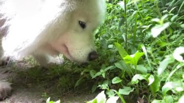 Beyaz Samoyed köpeği ilkbaharda ya da yazın yeşil çimlere gelir ve yemeye başlar. Veteriner eczanelerinde kullanılır. Uzun saçlı, yetişkin vitaminli beyaz köpek ürünleri satılır. 4k