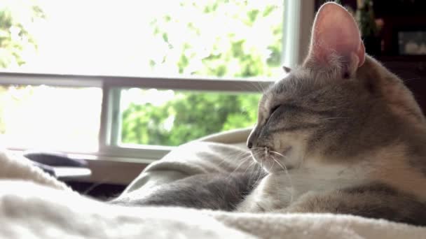 Pisică Gri Gri Bine Îngrijită Stă Uită Moment Dat Numai — Videoclip de stoc