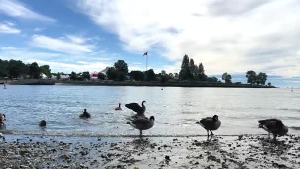 Canada Vancouver Wildlife Geese Ocean Flap Wings Dig Swamp High — ストック動画