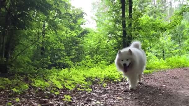 Ein Erwachsener Schneeweißer Hund Samoyed Geht Langsam Eine Straße Wald — Stockvideo