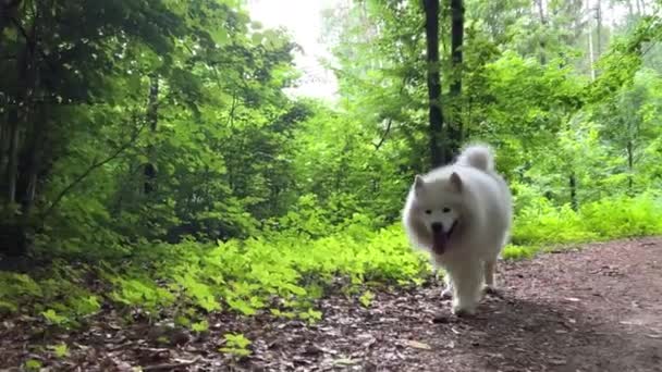 Cane Bianco Come Neve Adulto Samoyed Cammina Lentamente Lungo Una — Video Stock