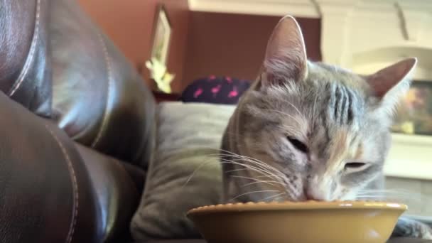 Gatto Grigio Strisce Mangia Piatto Ceramica Marrone Contro Lui Mangia — Video Stock