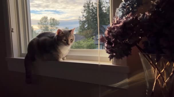 Chat Adulte Tabby Gris Bien Toiletté Assoit Regarde Point Seulement — Video