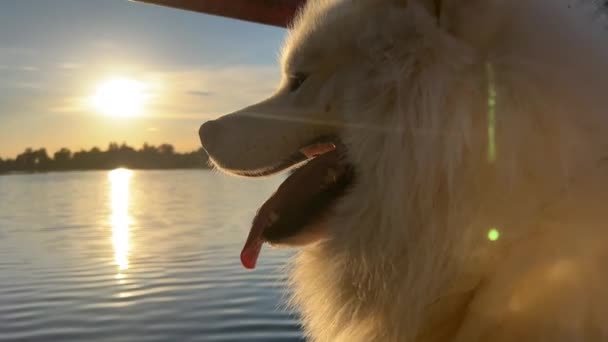 日没の背景に画面の右側にある同じ犬の頭のクローズアップは 川や湖に反射光がテキストのための場所があるように見える反映します — ストック動画