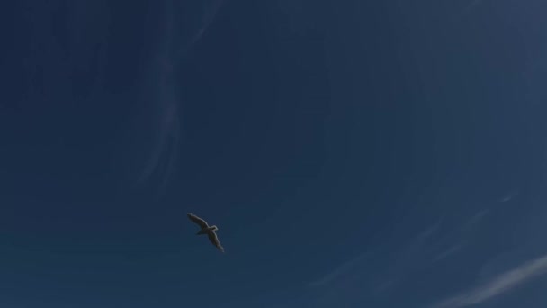 Seagull Flies Clear Blue Sky Slow Motion Video High Quality — Vídeo de Stock