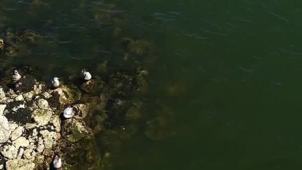 Large White Gulls Sit Quietly Rocks Green Water Coast Vancouver — Vídeo de stock