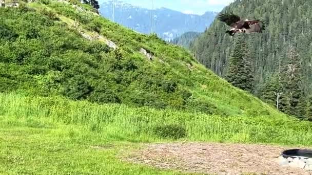 Black Vulture Bird Training Man Mountains Canada Grouse Mountaine Resort — 图库视频影像