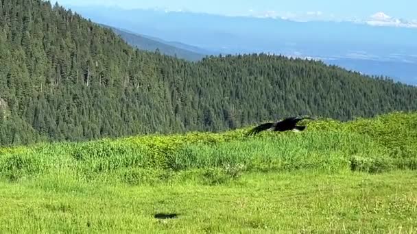 Black Vulture Bird Training Man Mountains Canada Grouse Mountaine Resort — Vídeos de Stock