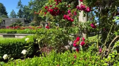 Kanada 'daki gül bahçesi Vancouver British Columbia Üniversitesi' nin çiçek listesi. Vancouver, insanların Pasifik Okyanusu 'ndan uzakta yürüdüğü ve gördüğü bir parkta farklı çiçekler yetişiyor. Yüksek kalite 4k