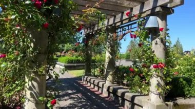 Kanada 'daki gül bahçesi Vancouver British Columbia Üniversitesi' nin çiçek listesi. Vancouver, insanların Pasifik Okyanusu 'ndan uzakta yürüdüğü ve gördüğü bir parkta farklı çiçekler yetişiyor. Yüksek kalite 4k