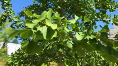 Kamu politikası ve Avrupa Araştırma Enstitüsü 'nün Küresel İlişkiler bürosu yakınlarındaki Vancouver' da yetişen Çin ağacı pasifikle ilgili 4k görüntü