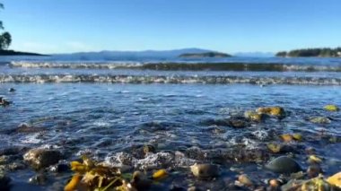 Wall beach, Nanoose Pacific Ocean beach on Vancouver Island a very beautiful combination of nature on the right side coniferous trees on the left side the ocean looks like a lake or the sea. 4k
