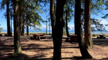 huge Mighty spruce or pine coniferous trees grow on the beach of the Pacific Ocean on Vancouver Island Canada there is a place to have a picnic in calm Calm Rathtrevor Beach, Parksville. High quality