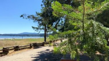 huge Mighty spruce or pine coniferous trees grow on the beach of the Pacific Ocean on Vancouver Island Canada there is a place to have a picnic in calm Calm Rathtrevor Beach, Parksville. High quality