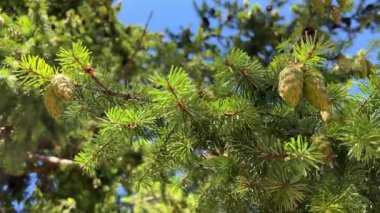 huge Mighty spruce or pine coniferous trees grow on the beach of the Pacific Ocean on Vancouver Island Canada there is a place to have a picnic in calm Calm Rathtrevor Beach, Parksville. High quality