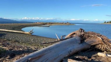 Rathtrevor Beach, Parksville calm Pacific Ocean in Vancouver Island the water went into the sea broken huge trees dried up lie on the beach as if after a storm silence calmness and no people.