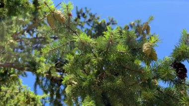 pine or spruce on which young cones grow very bright green needles against the sky pine trees that grow near the ocean close-up you can see the branches Rathtrevor Beach, Parksville.