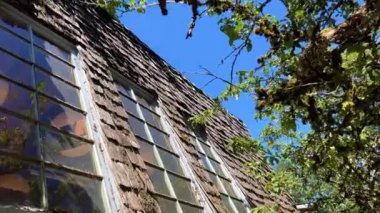 an old but atmospheric roof near the Spruce whose branches are covered with moss there are several windows built into the roof and they look at the sky Goats on the roof country market in Coombs.