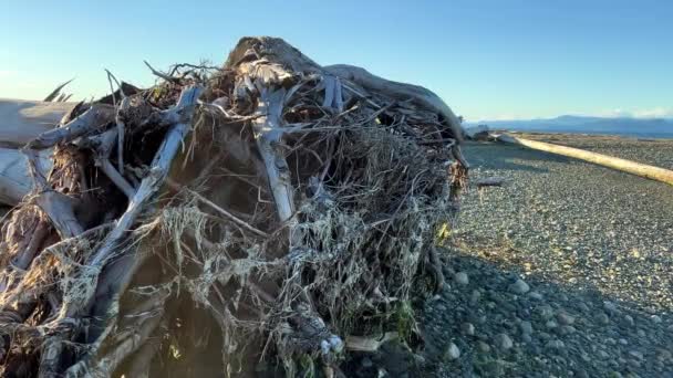 Rathtrevor Beach Parksville Calm Pacific Ocean Vancouver Island Water Went — Video Stock