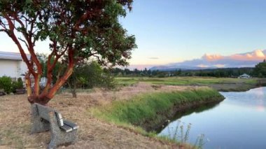 Arbutus tree Parksville beach Surfside RV resort rest in a trailer lake a lonely shop and distant trailers are visible in the foreground a tree with red bark has opened its branches above the bench