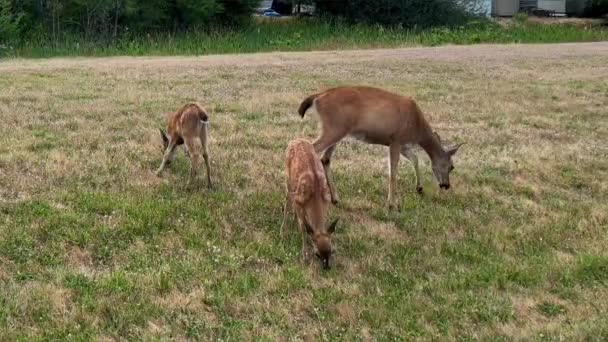 Mother Deer Two Small Deer Grazing Grass People Visible Alone — Video