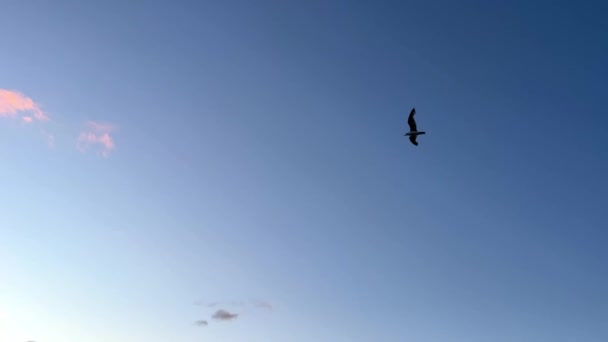 Птица Плавает Голубом Небе Чайка Расправила Крылья Медленно Парит Воздухе — стоковое видео